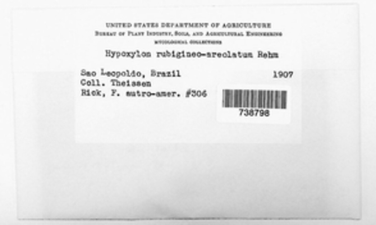 Hypoxylon rubigineoareolatum image